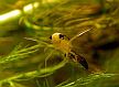 An insect underwater. (photo: R. Bercha)