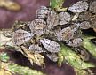 Cinara sp. aphids. (photo: Whitney Cranshaw, Colorado State University, Bugwood.org)