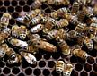 Workers and queen bee on comb. (photo: Carl Dennis, Auburn University, Bugwood.org)