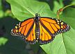 Monarch butterflies were found as far north as Edmonton this year. (photo: Jennifer E. Dacey, University of Rhode Island, Bugwood.org)