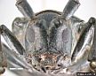 Asian Longhorn Beetle. (photo: Pest and Diseases Image Library, Bugwood.org)