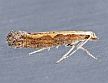 A adult diamondback moth - Plutella xylostella. (photo: Mark Dreiling, Retired, Bugwood.org)