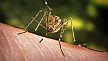 Public health labs are testing for mosquitoes infected with West Nile virus. (James Gathany/CDC)
