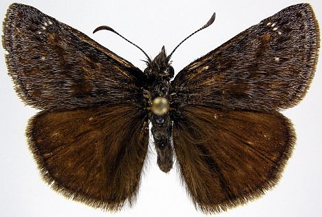 Persius Duskywing - dorsal