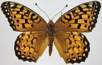 Edward's Fritillary