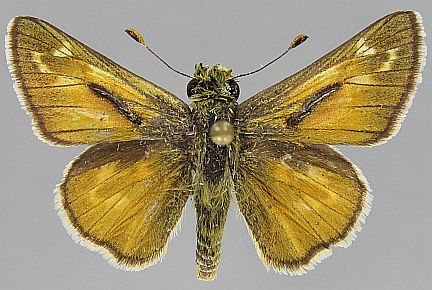 Uncas Skipper - male dorsal