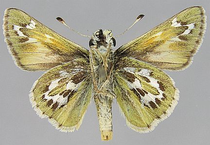 Uncas Skipper - male ventral