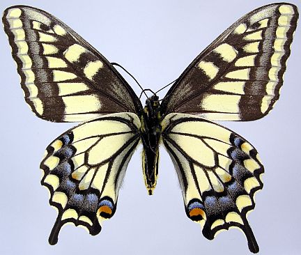 Dod's Old World Swallowtail - ventral
