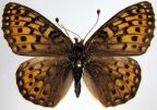 Mormon Fritillary