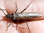 Giant Salmonfly