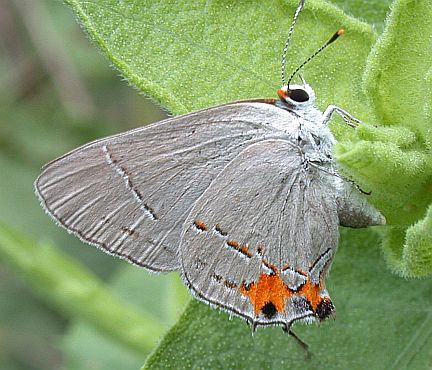 Grey Hairstreak - ventral
