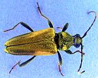 Yellow Velvet Beetle