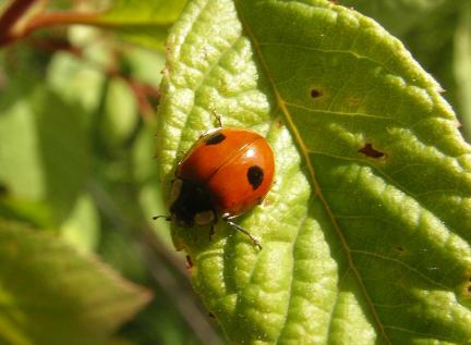 Adult Two-spotted Lady Beetle