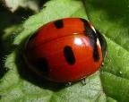 Transverse Lady Beetle