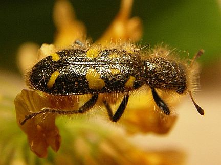 Ornate Checkered Beetle