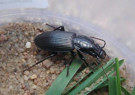 Sidewalk Carabid