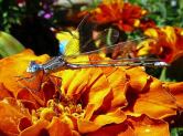 Spreadwing Damsels