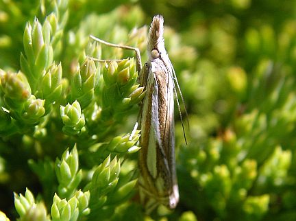 Crambus whitmerellus