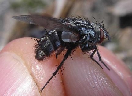 Flesh Fly