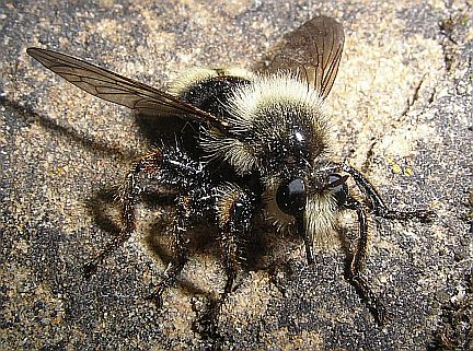 Beeish Robber Fly