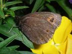 Common Alpine