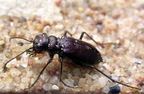 Long-Lipped Tiger Beetle