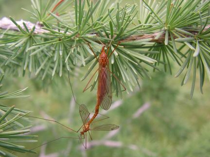 Giant Crane Fly - male and female