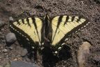 Parnassians and Swallowtails