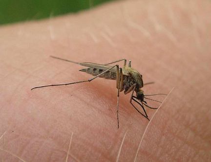 Mosquito