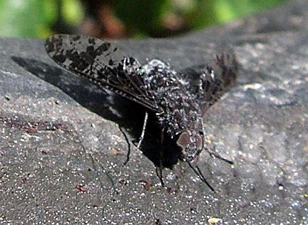 Bee Fly