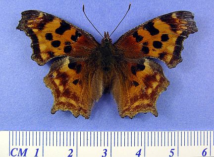 Satyr Comma - dorsal