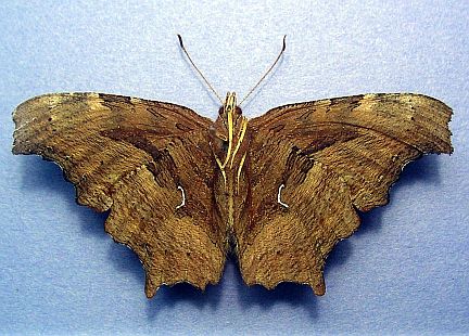 Satyr Comma - ventral