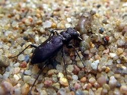 Long-Lipped Tiger Beetle eating a caterpillar