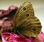 Common Wood Nymph