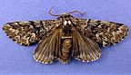 Panthea virginarius