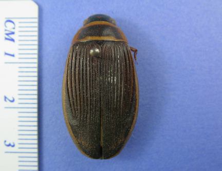Giant Diving Beetle - female