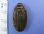Giant Diving Beetle