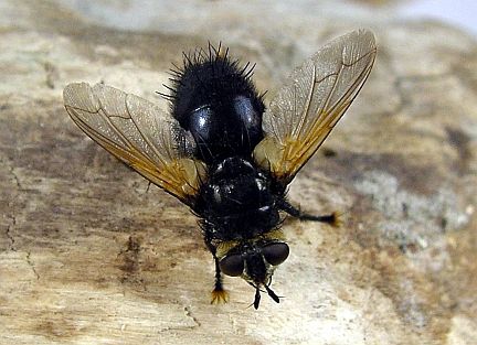 Tachinid Fly