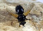 Tachina sp.
