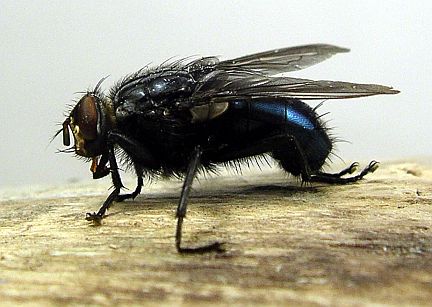Blow Fly - side view - note hairs on 3rd segment of antenna