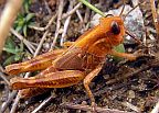 Bruner's Spur-throated Grasshopper