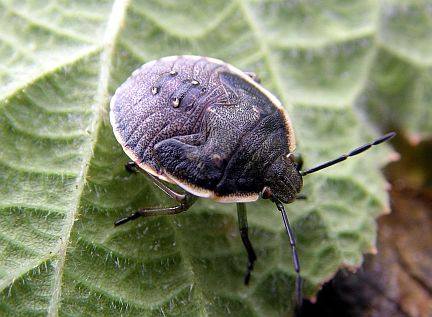 Conchuela Stinkbug - nymph