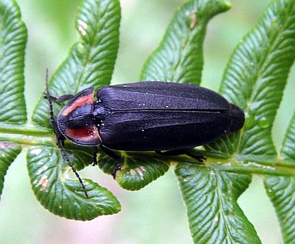 Firefly