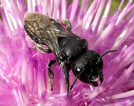 Leafcutting Bee