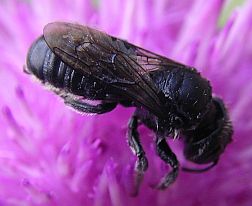 Leafcutting Bee
