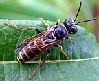 Weevil Wasp