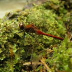 White-faced Meadowhawk