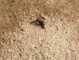 Pacific Tiger Beetle hiding in a burrow