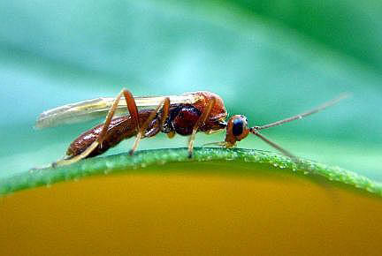 Braconid Wasp
