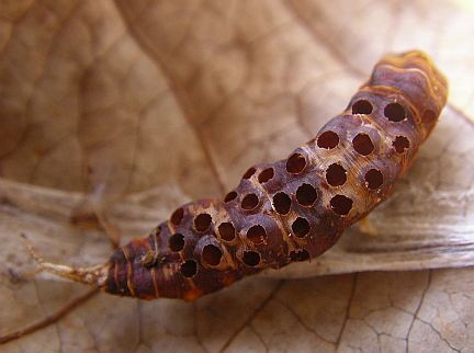 Caterpillar Host